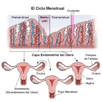 Ilustración del ciclo menstrual