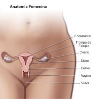 Ilustración de la anatomía del área pélvica femenina