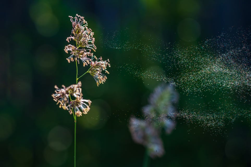 Pollen from cocks foot grasses in natural background. 